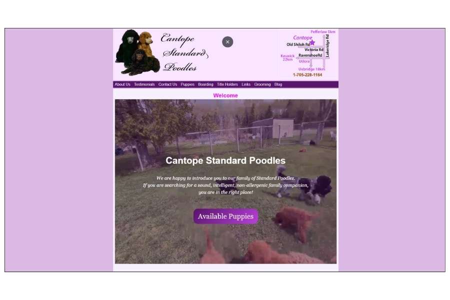 cantope-standard-poodles.com